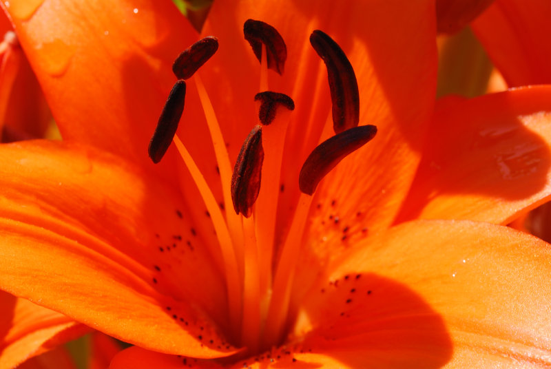 flower_2449.JPG