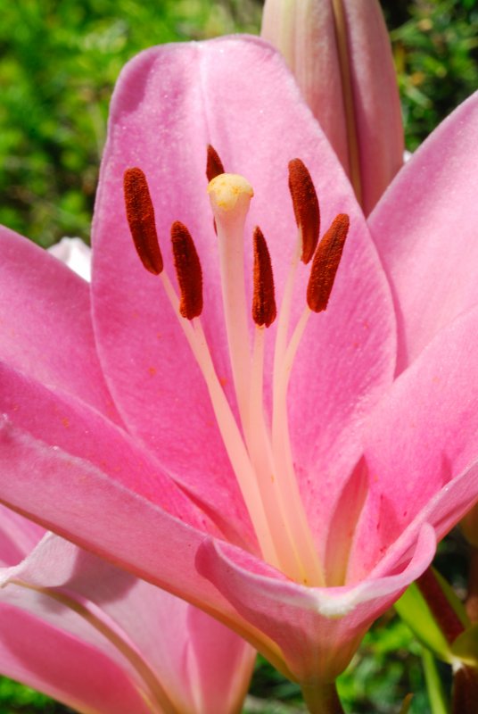 flower_2471.JPG