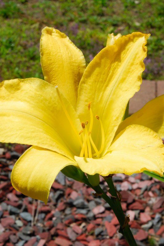 flower_2494.JPG