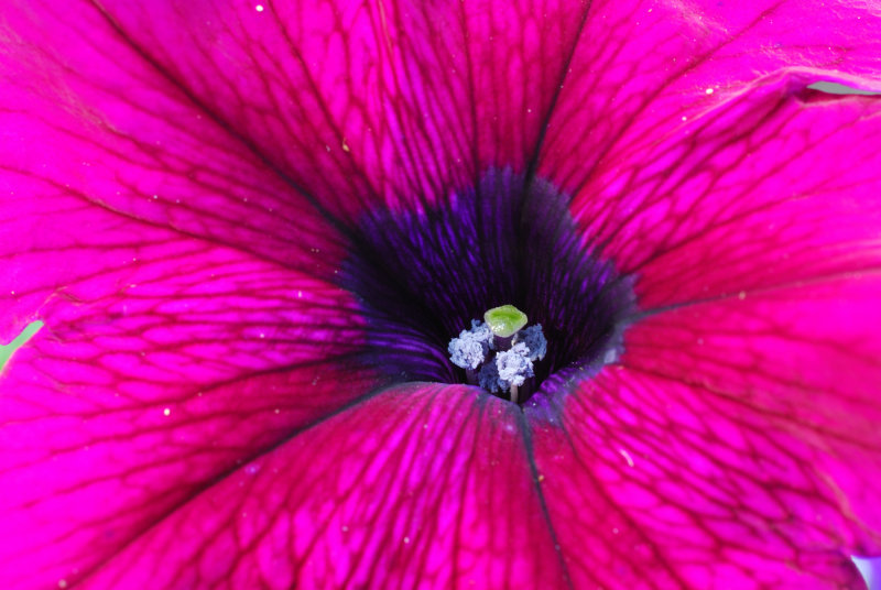 flower_2696.JPG