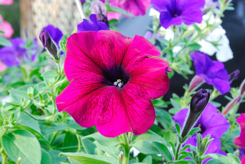 flower_2697.JPG