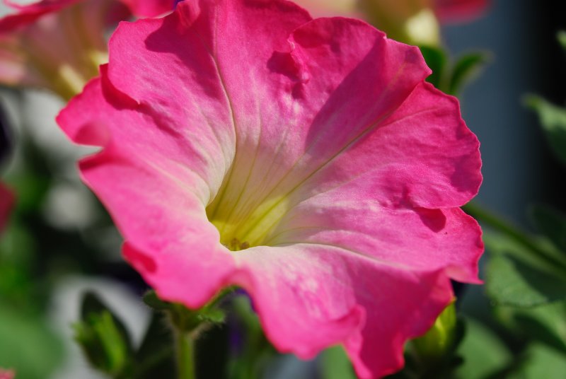 flowers_2621.JPG