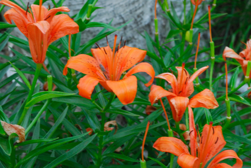 flowers_2658.JPG