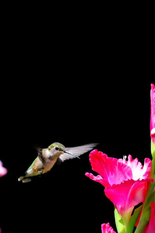 Humming_0995_A.JPG
