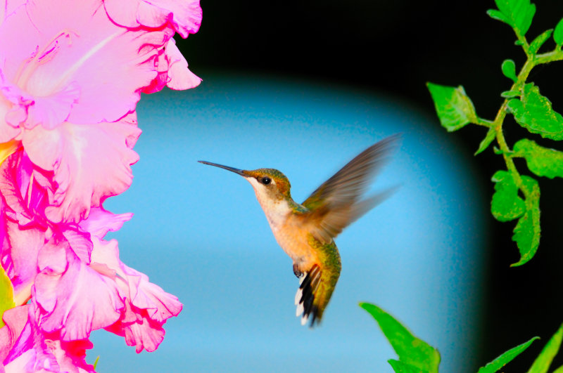 Humming_1361_A.JPG