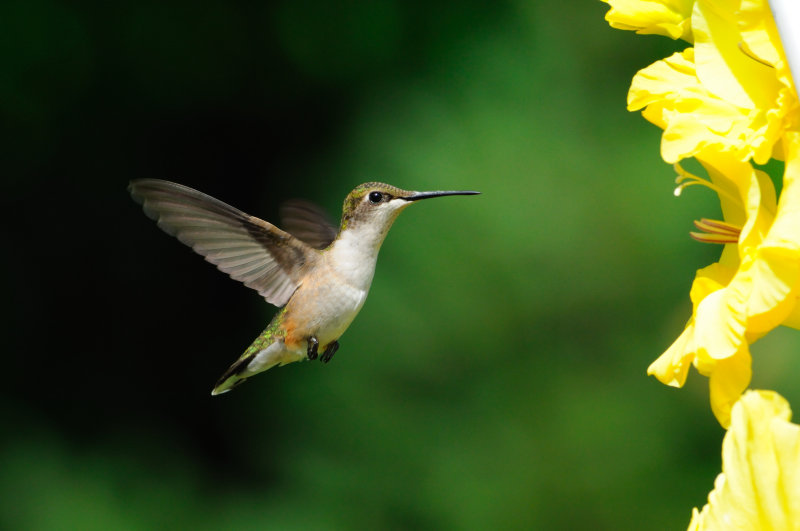 humming_0209.JPG