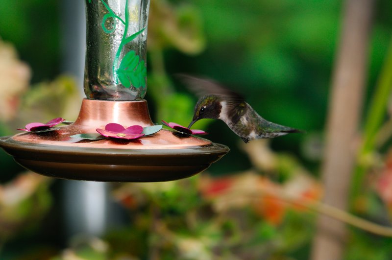 Humming_7728.JPG