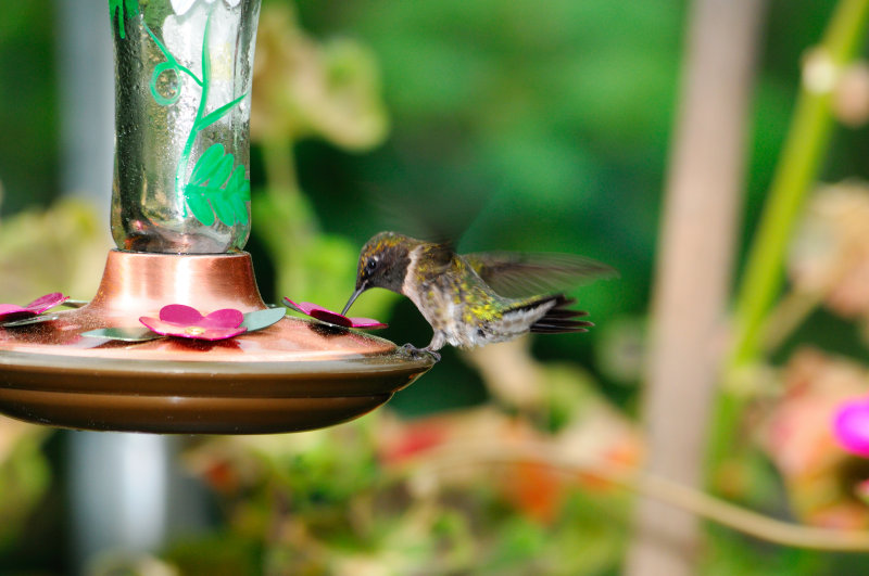 Humming_7732.JPG