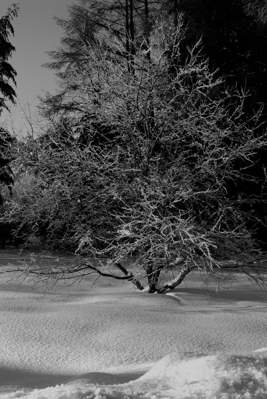 ALN_0137bw.jpg