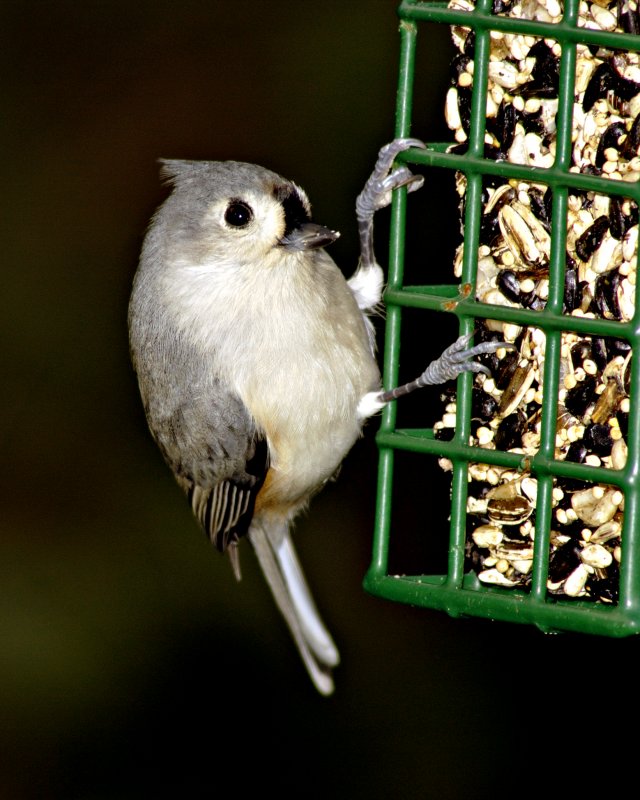 Titmouse.jpg