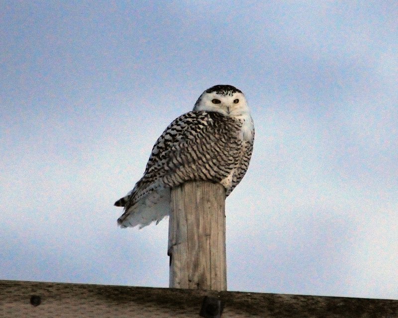 ALG_2625nx_owl_C_web.jpg