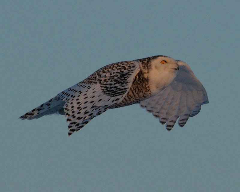 ALG_3185nx.jpg