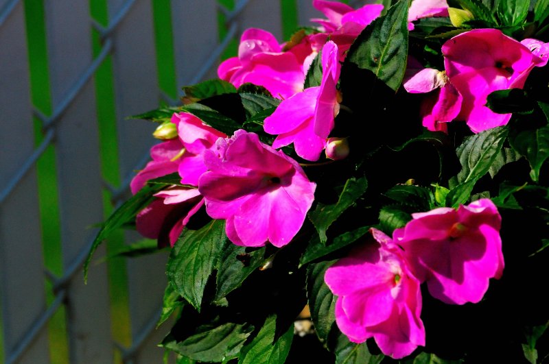 D3B_9305nx.jpg