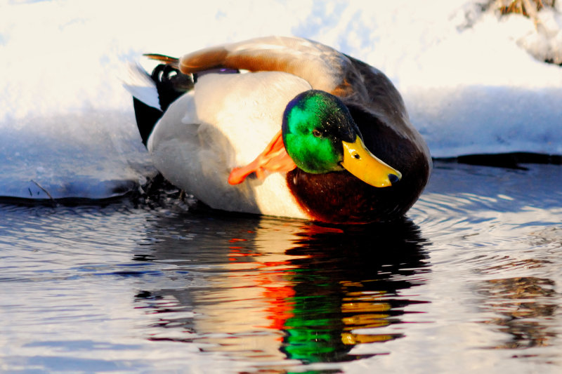 duck_006nx.jpg