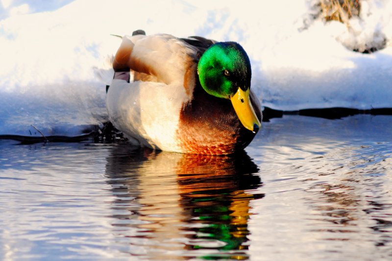 duck_009nx.jpg