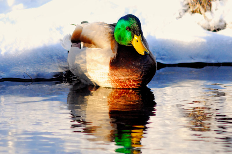 duck_011nx.jpg