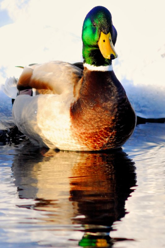 duck_013nx.jpg