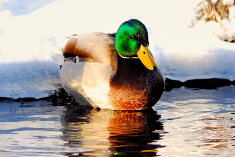 duck_018nx.jpg