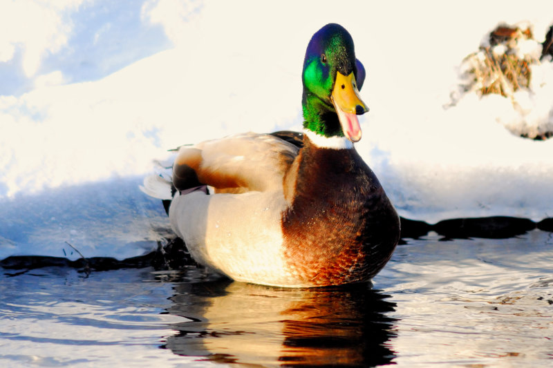 duck_022nx.jpg
