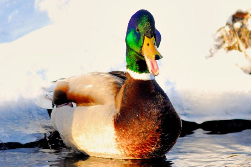duck_025nx.jpg
