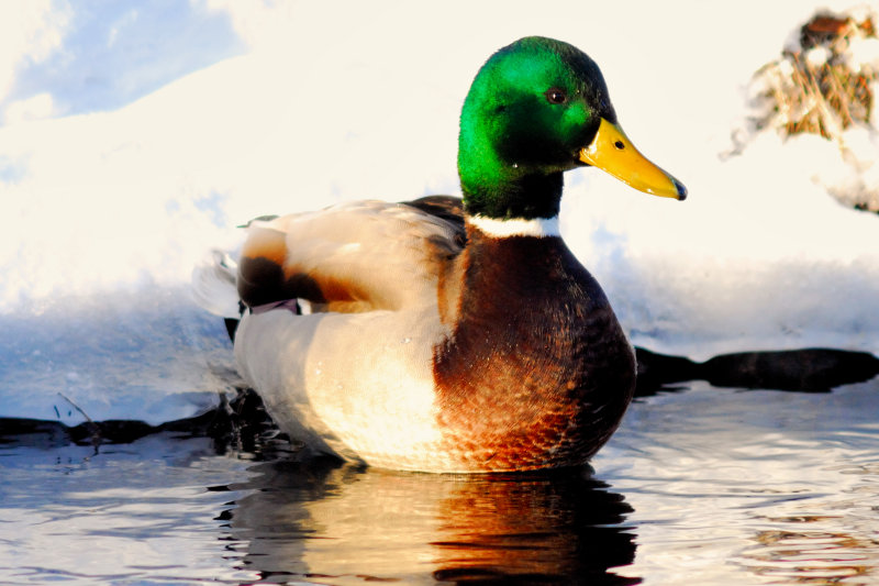 duck_028nx.jpg