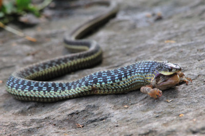 Snake and Frog