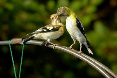 Evening Gross Beak Family