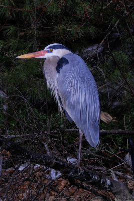   Great Blue Heron  2009