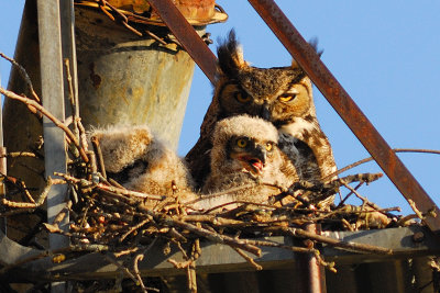 The Great Horned Owl family
