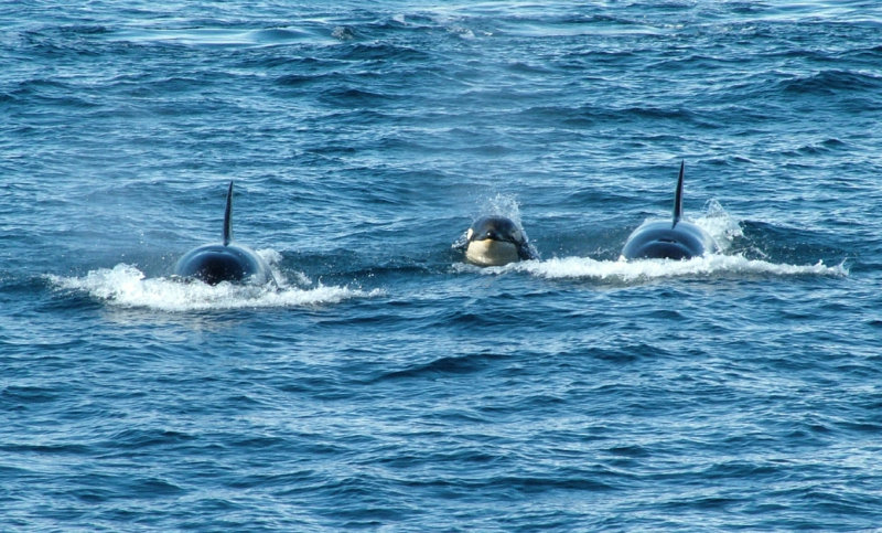 3 Killer whales - Lemaire Channel.jpg