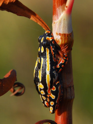 DSC_1932 Painted Reed Frog- Mozambique.JPG