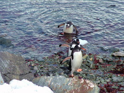 Gentoo penguins - Danco Island.JPG