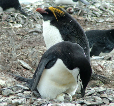 Chinstrap Penguin - Hannah Point.JPG