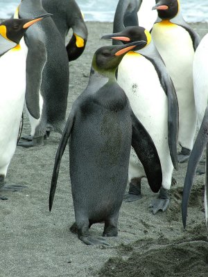 Melanisitic King Penguin - St Andrews Bay.JPG