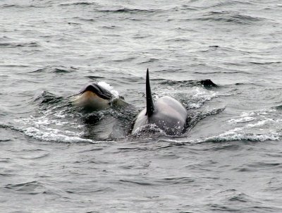 Orca - Cierva Cove.jpg