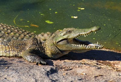 DSC_1925 - Crocodile - Mozambique.JPG