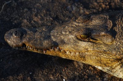 DSC_2133 Crocodile - Chicamba Dam Mozambique.jpg