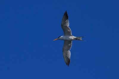 DSC_2470 Swift Tern Mozambique.JPG