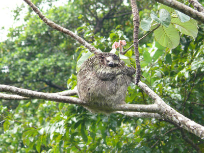 3-toed Sloth - Panama.JPG