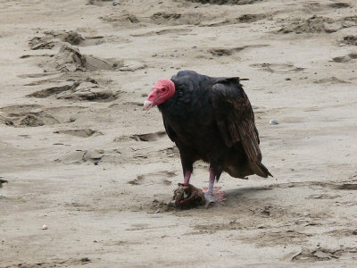 P1010663 - Turkey Vulture Ecuador.JPG