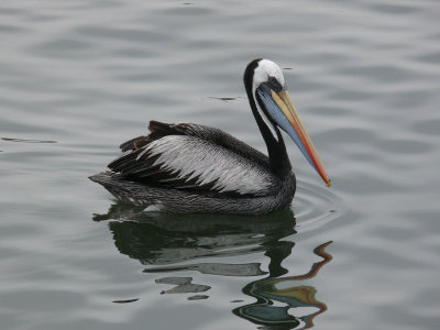 P1020280 - Peruvian Pelican Peru.JPG