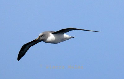 Grey-headed albatross - Drake passage copy.jpg