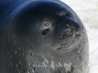 Young Weddell Seal - Jougla Point Antarctic Peninsula copy.jpg