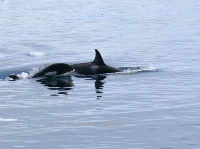 Killer Whale - Lemaire Channel Antarctic Peninsula copy.jpg