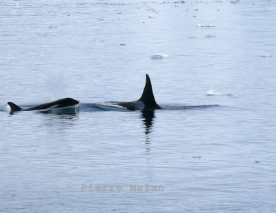 Killer Whale - Lemaire Channel Antarctic Peninsula copy.jpg