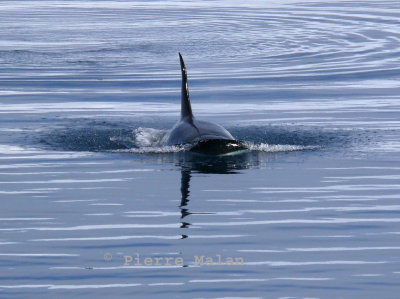 Killer Whale - Lemaire Channel Antarctic Peninsula copy.jpg