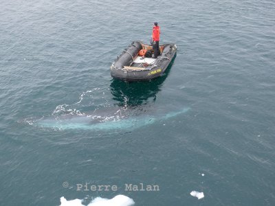 Minke whale - Cierva Cove Antarctic Peninsula copy.jpg