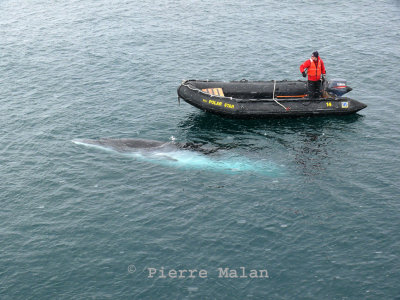 Minke whale - Cierva Cove Antarctic Peninsula copy.jpg