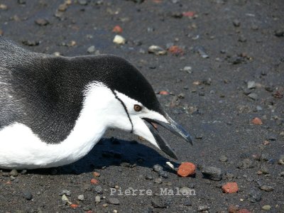 Chinstrap pebble picker - Deception Island Antarctica copy.jpg