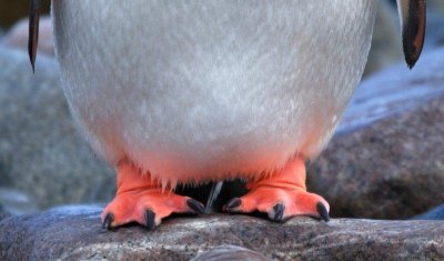 Gentoo feet